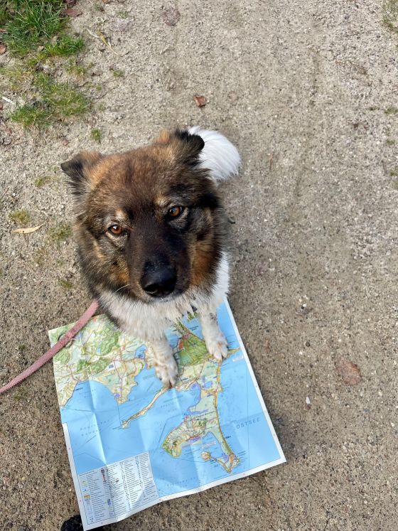 Hündin Fini sitzt auf einer Wanderkarte für das Retreat Yoga, Wandern, Hund